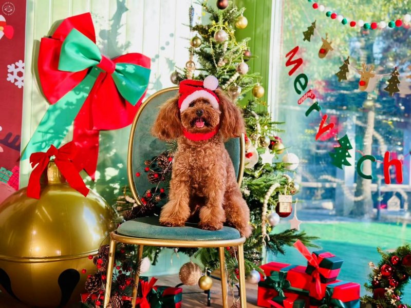 Cozy Pet Town on SmartShanghai