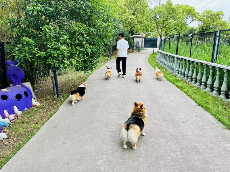 Cozy Pet Town on SmartShanghai