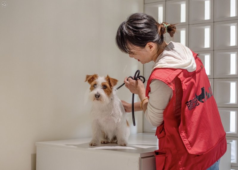 B&M Pet Hotel  on SmartShanghai